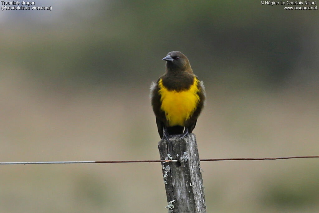 Brown-and-yellow Marshbird