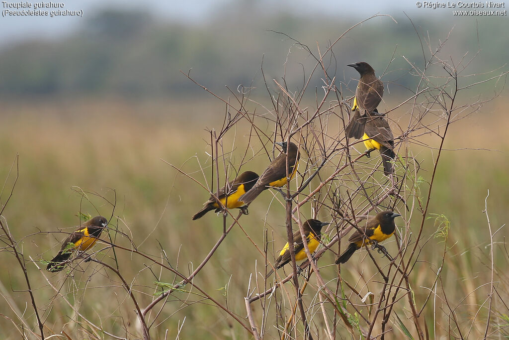 Troupiale guirahuro, habitat