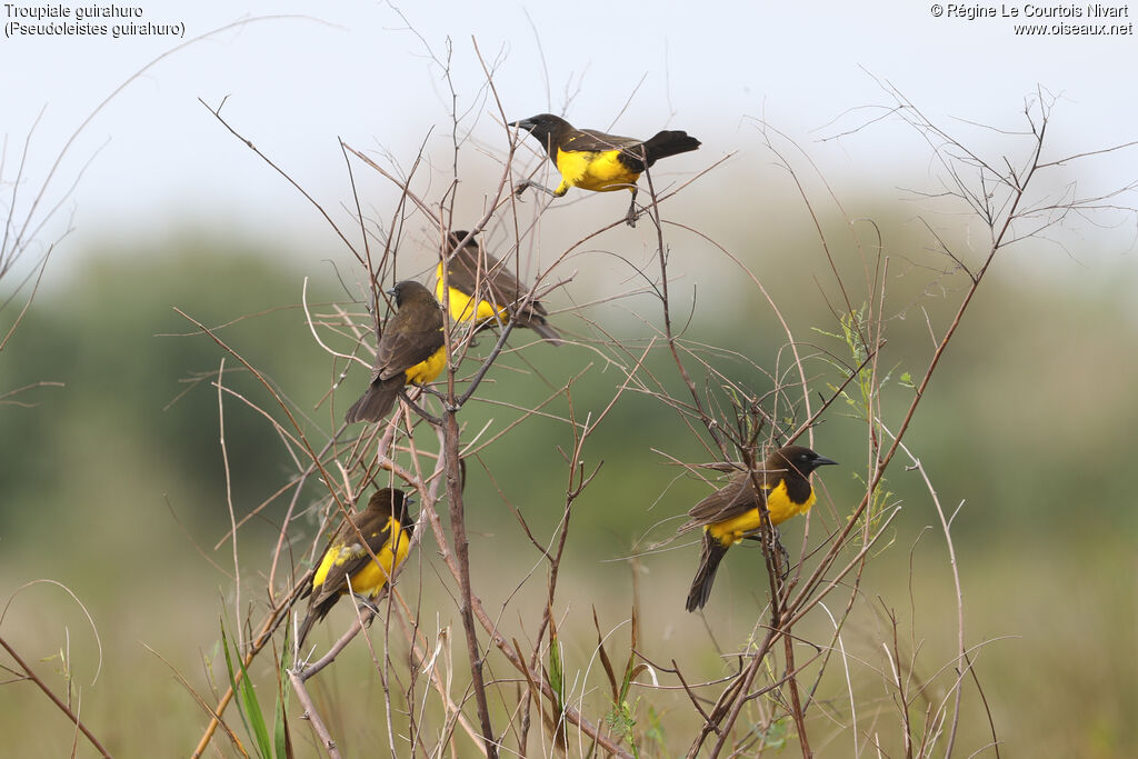 Troupiale guirahuro, habitat