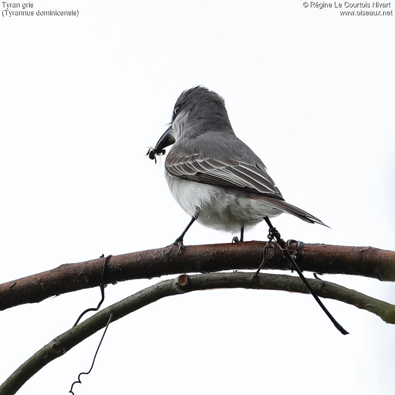 Grey Kingbird