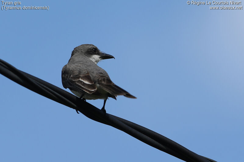 Grey Kingbird