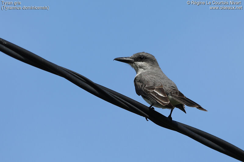 Grey Kingbird