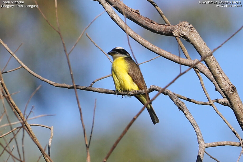 Tyran pitangua