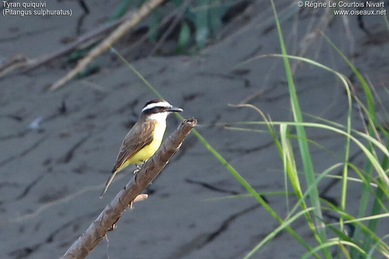 Great Kiskadee