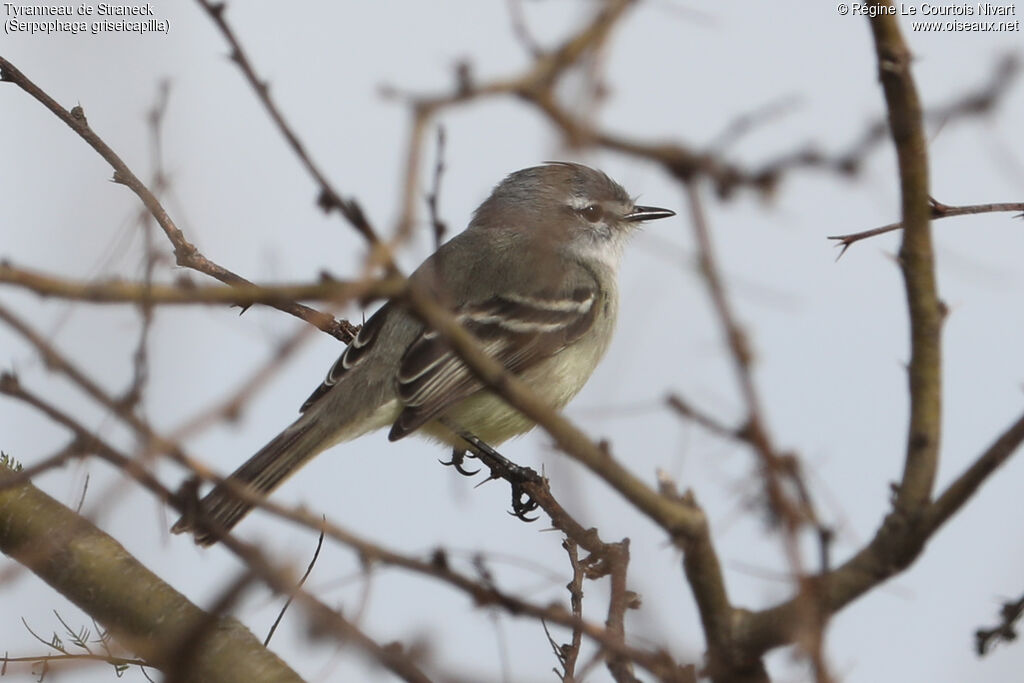 Straneck's Tyrannulet