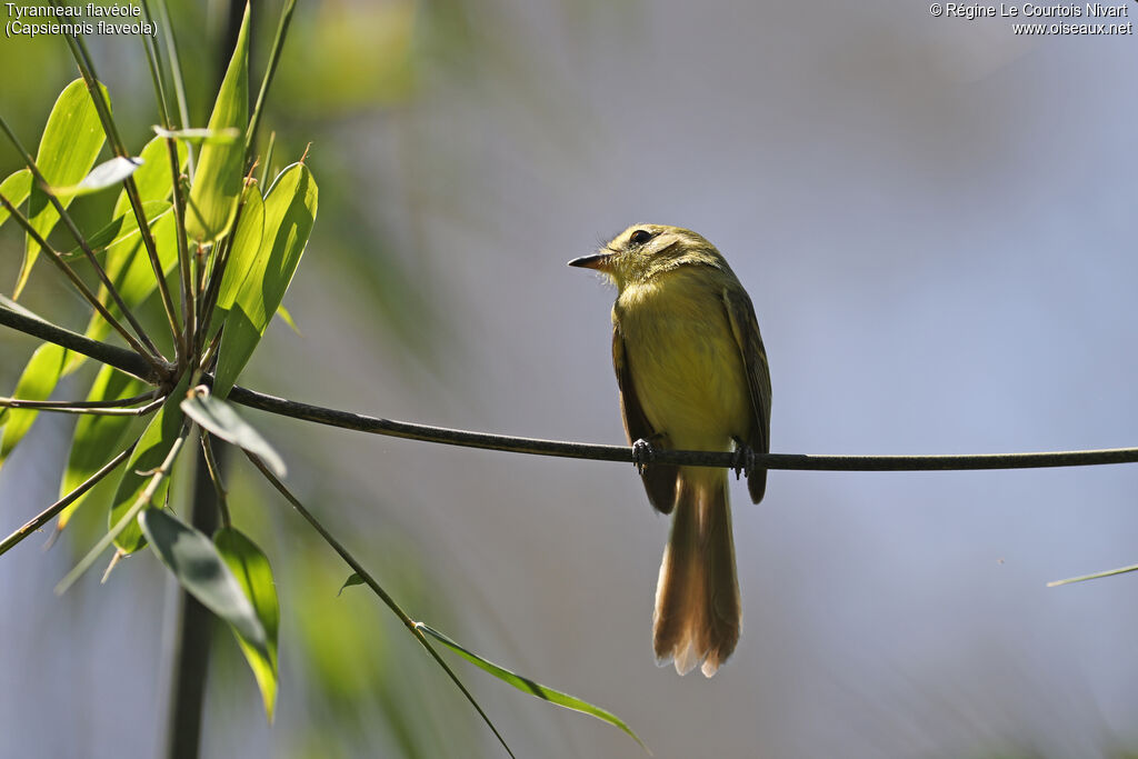 Tyranneau flavéole