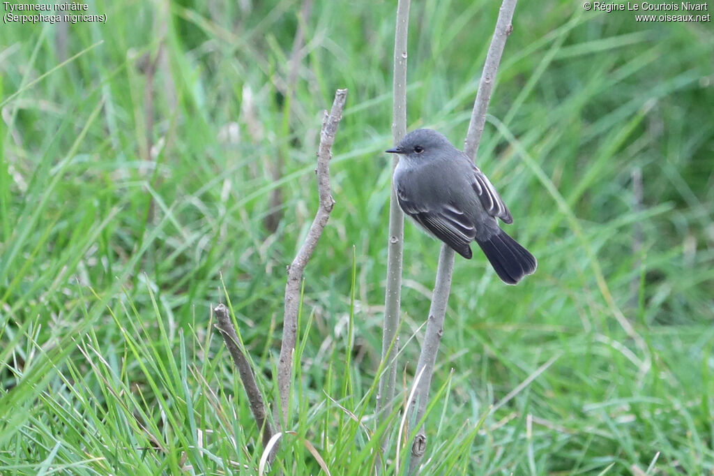 Sooty Tyrannulet