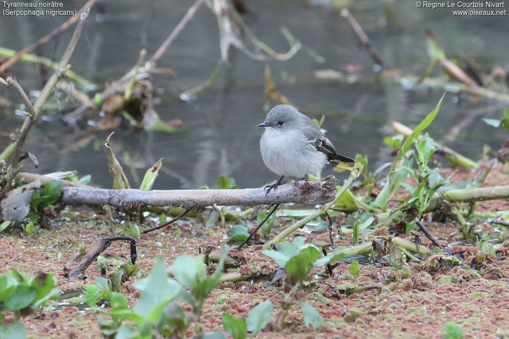 Sooty Tyrannulet