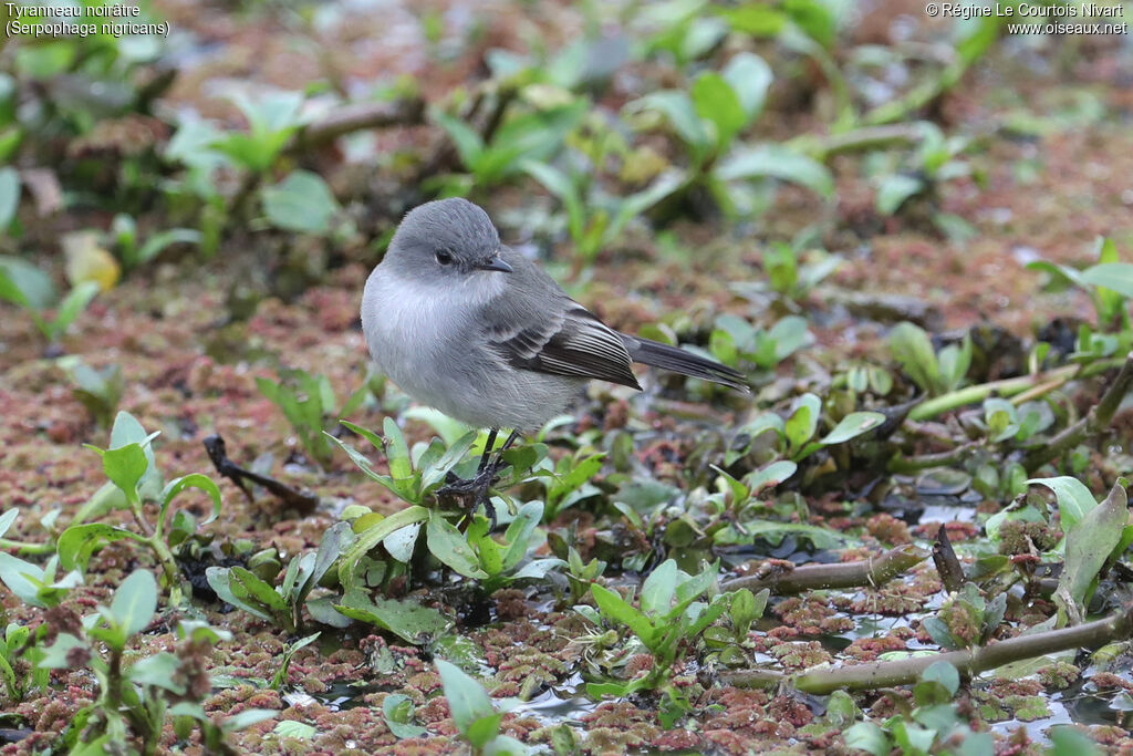 Sooty Tyrannulet