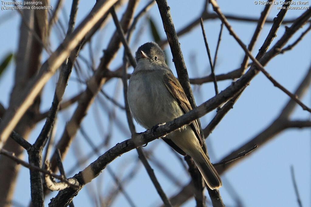 Tyranneau passegris