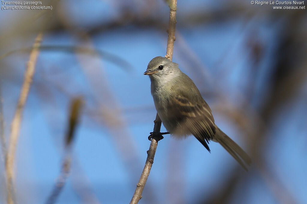 Tyranneau passegris