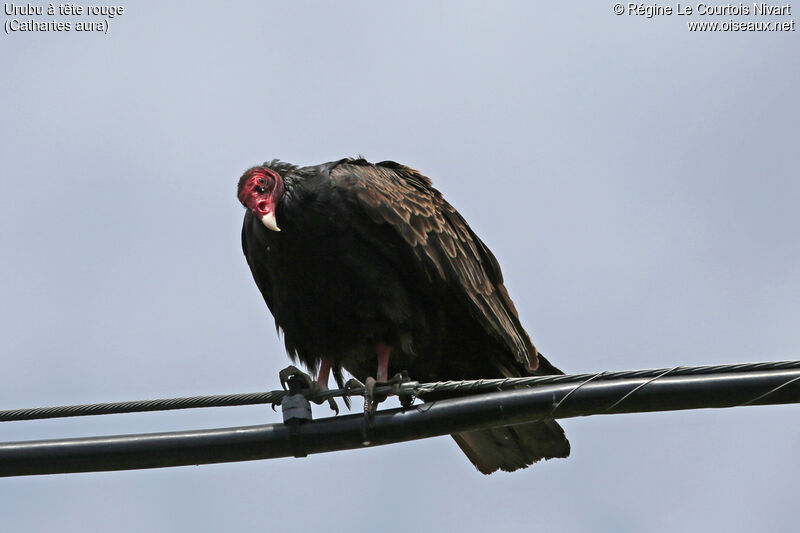 Urubu à tête rouge