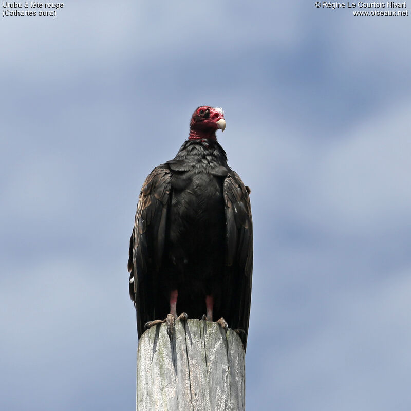 Turkey Vulture