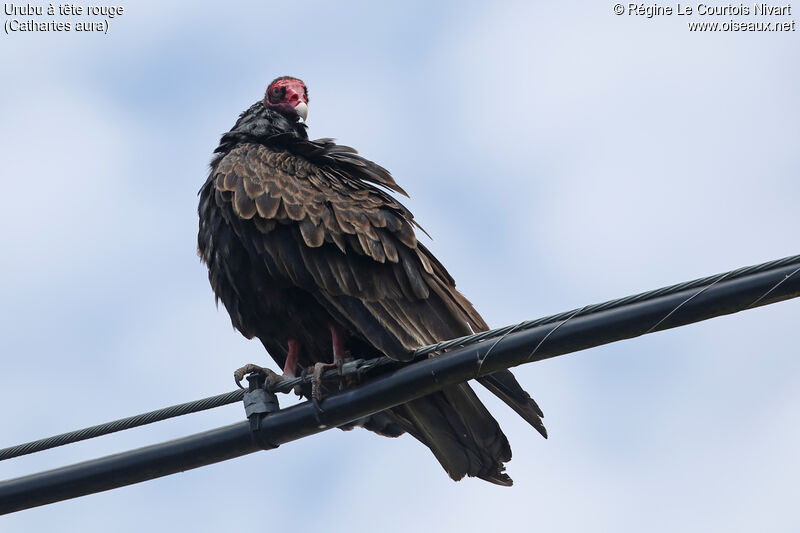 Urubu à tête rouge