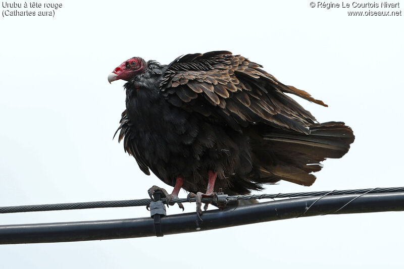 Urubu à tête rouge