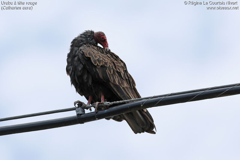 Urubu à tête rouge