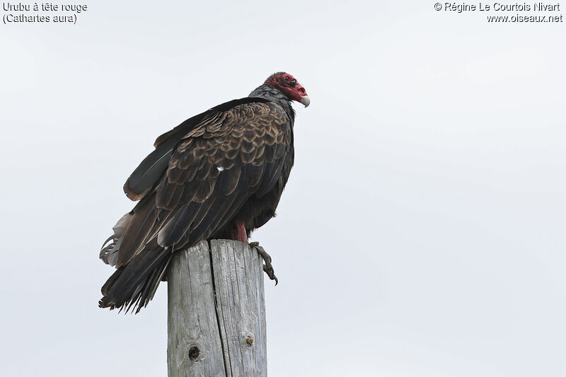 Urubu à tête rouge