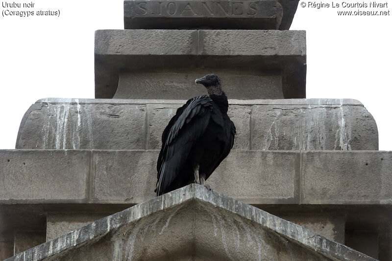 Black Vulture