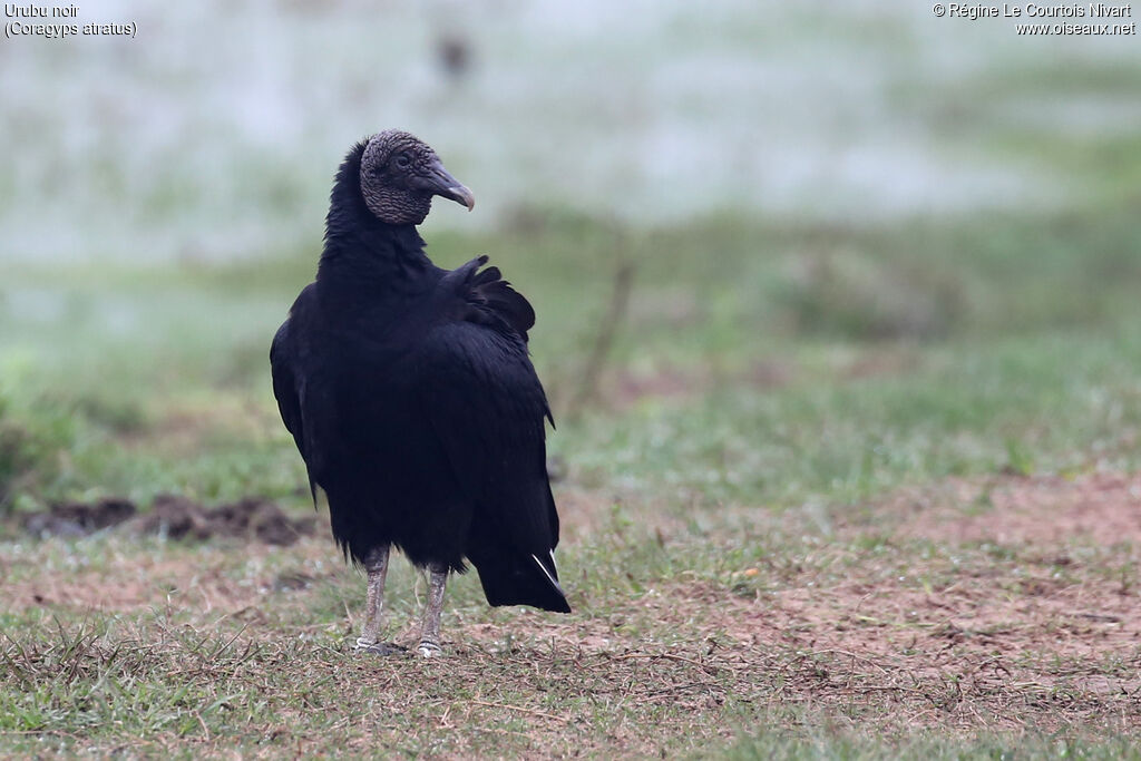Black Vulture