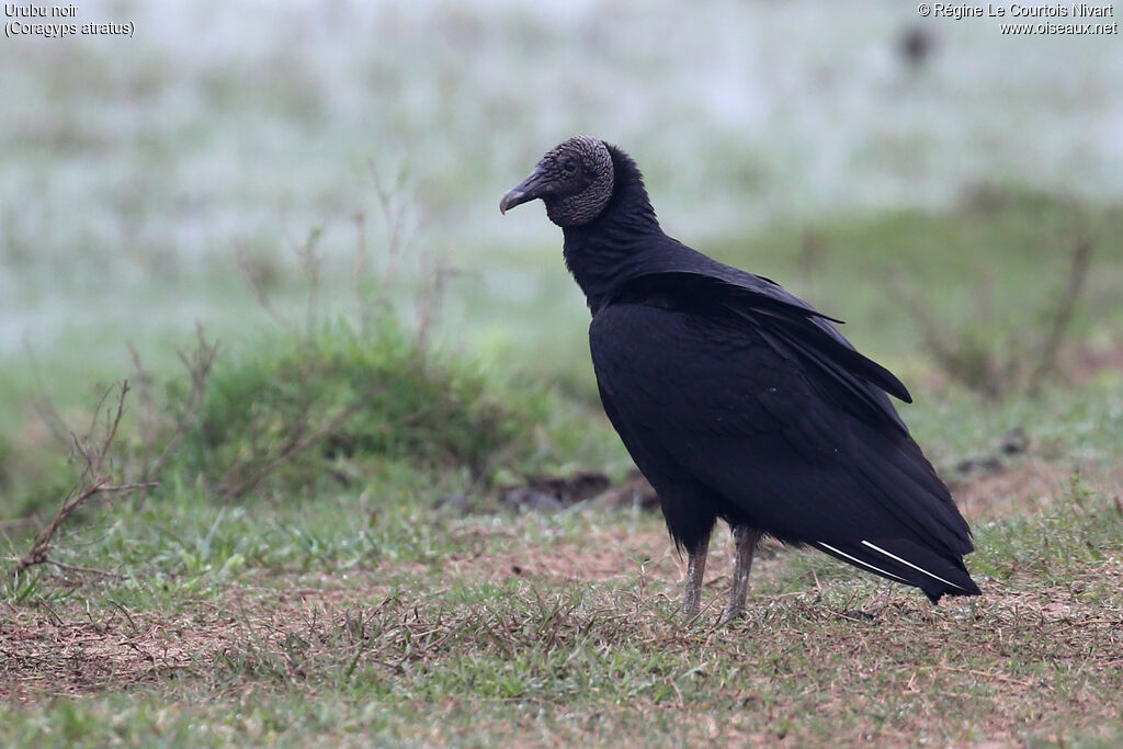 Black Vulture