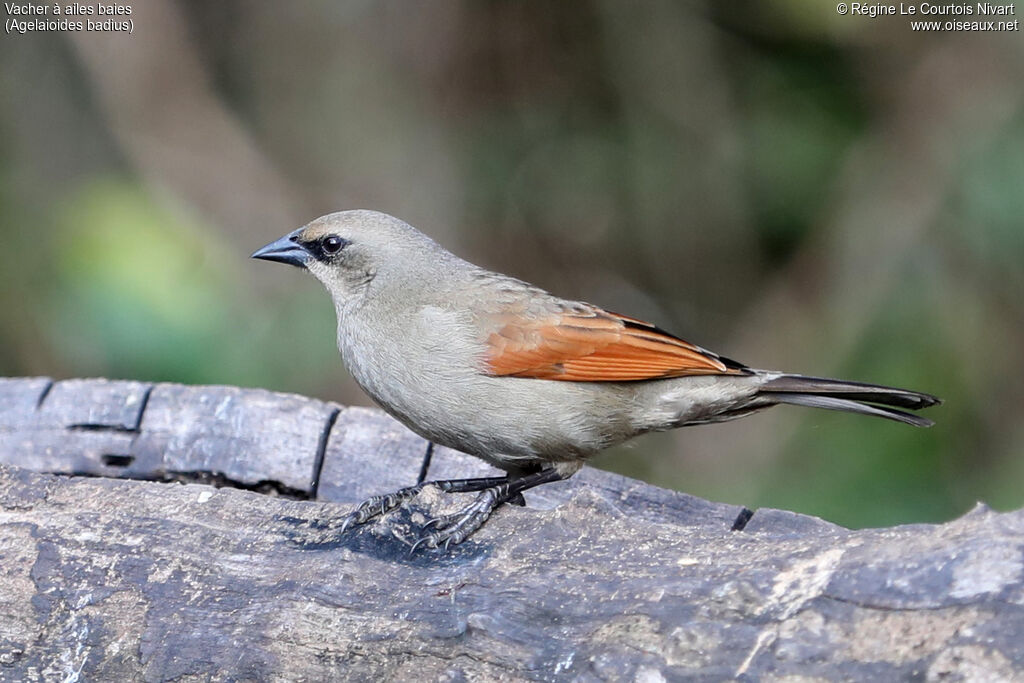 Vacher à ailes baies - Carouge à ailes baies<br />