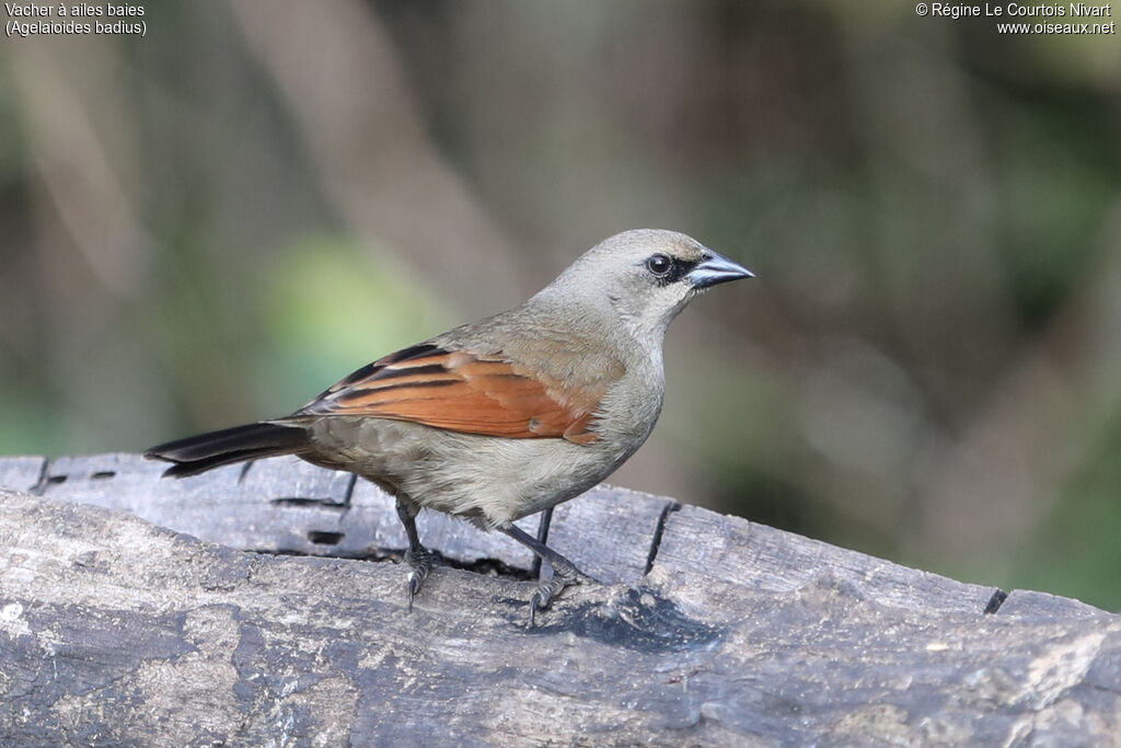 Vacher à ailes baies - Carouge à ailes baies<br />