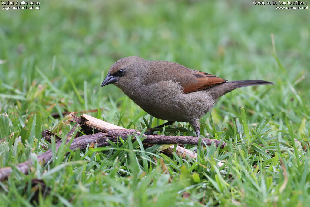 Vacher à ailes baies