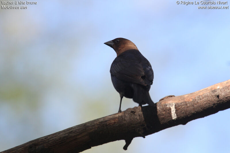 Brown-headed Cowbird male