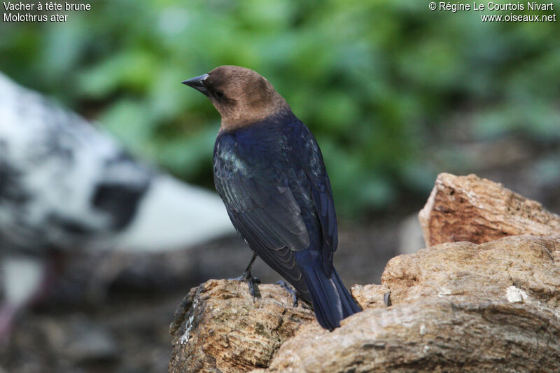 Brown-headed Cowbird male