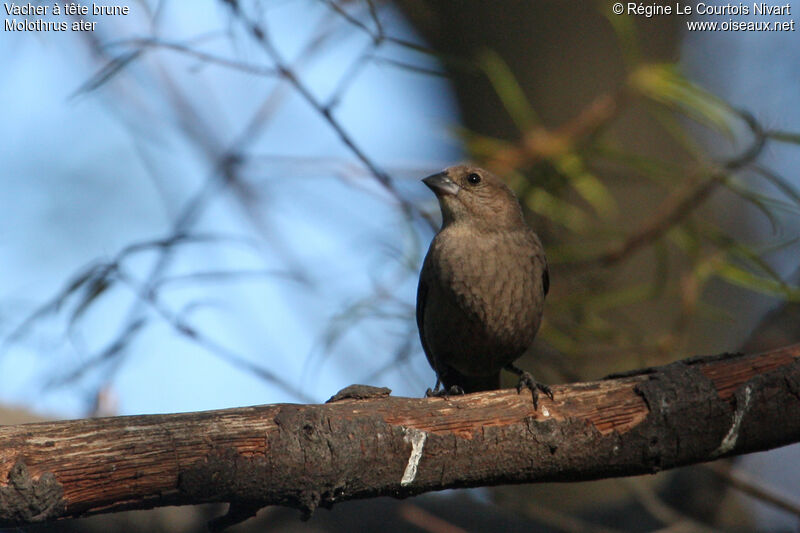 Brown-headed Cowbird