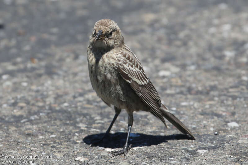 Vacher à tête brunejuvénile, identification