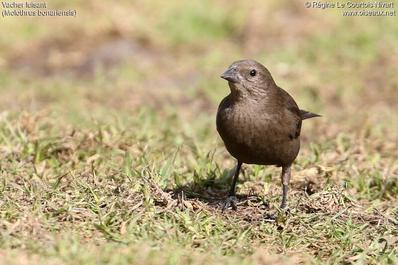 Shiny Cowbird