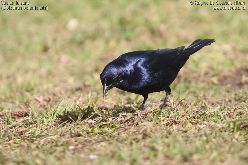 Shiny Cowbird