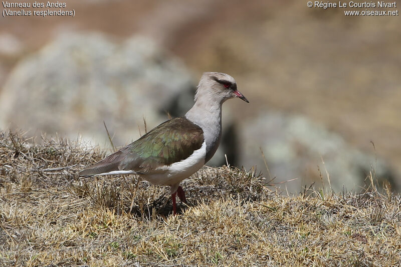 Andean Lapwing