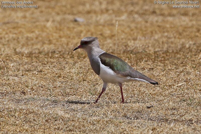 Andean Lapwing