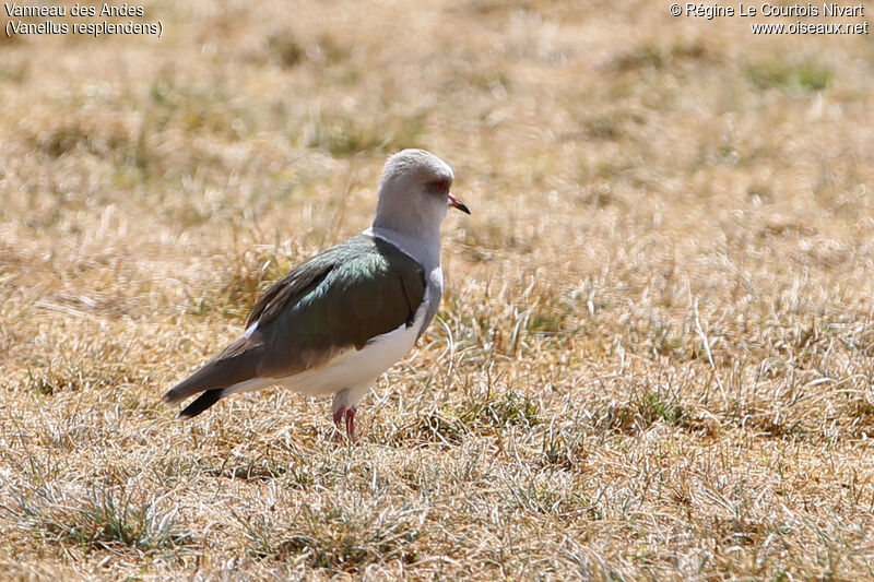 Andean Lapwing