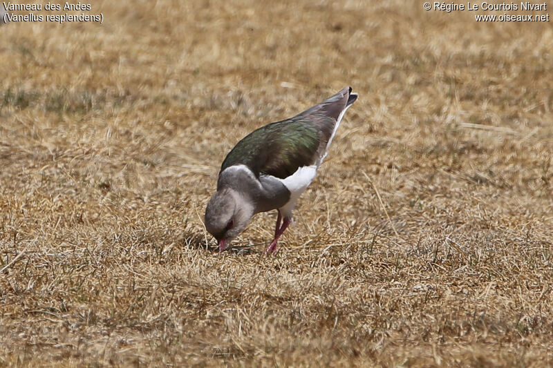 Andean Lapwing