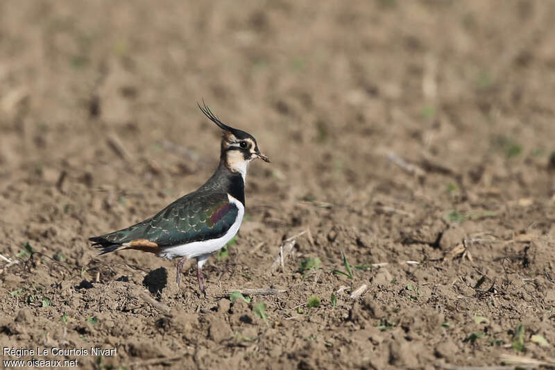 Northern Lapwingadult post breeding, identification