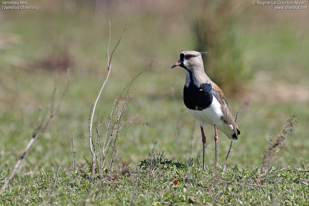 Southern Lapwing