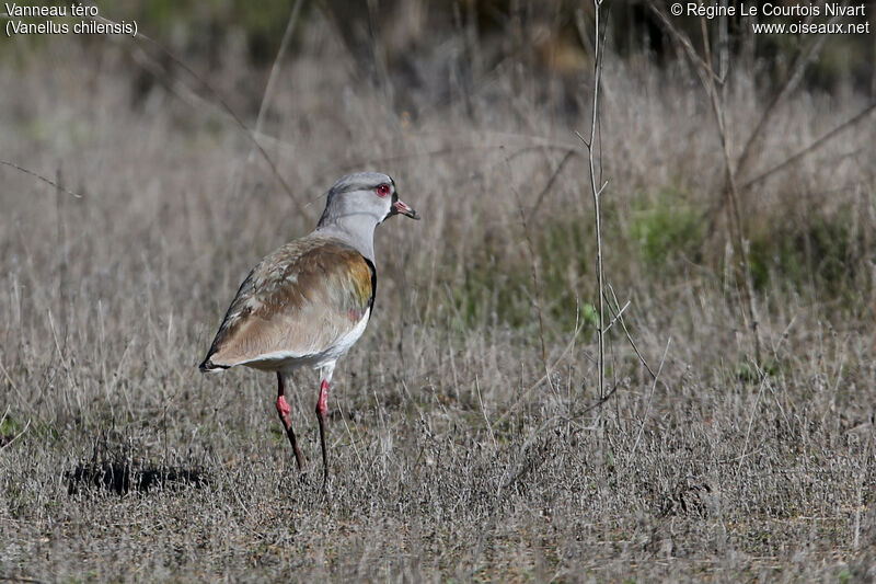 Southern Lapwing