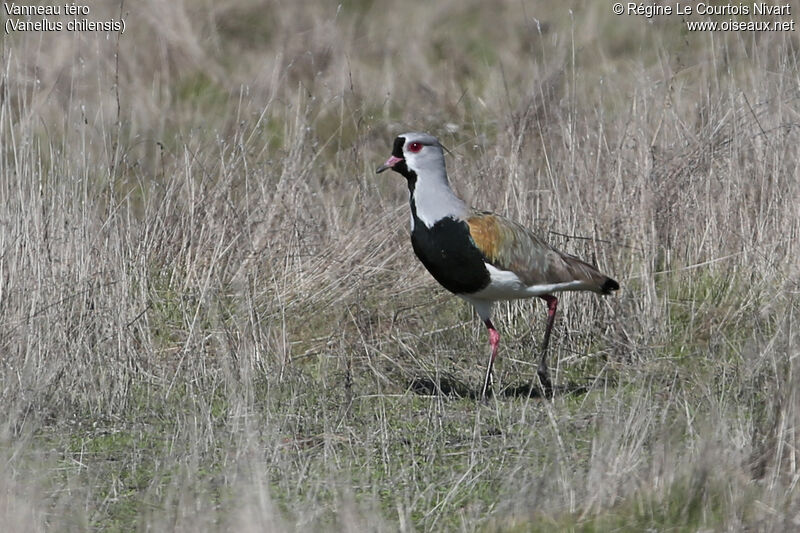 Southern Lapwing