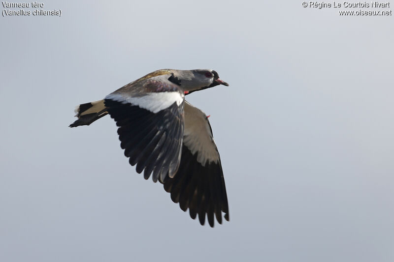 Southern Lapwing