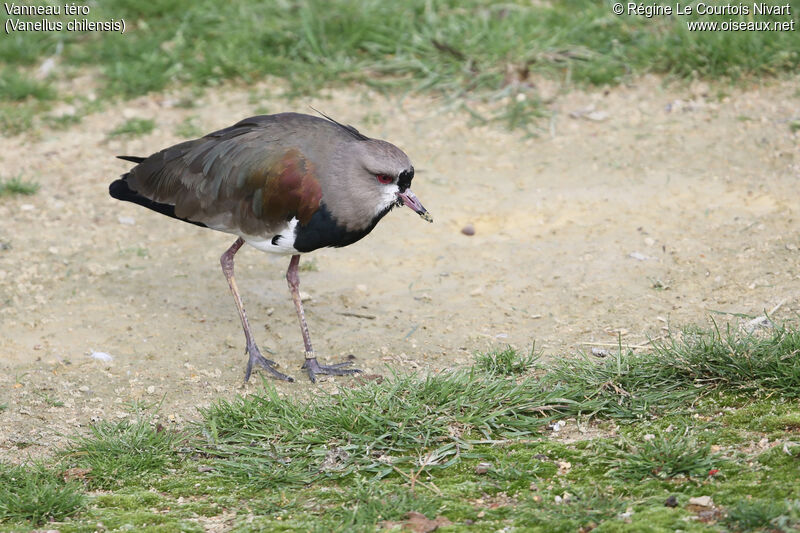 Southern Lapwing