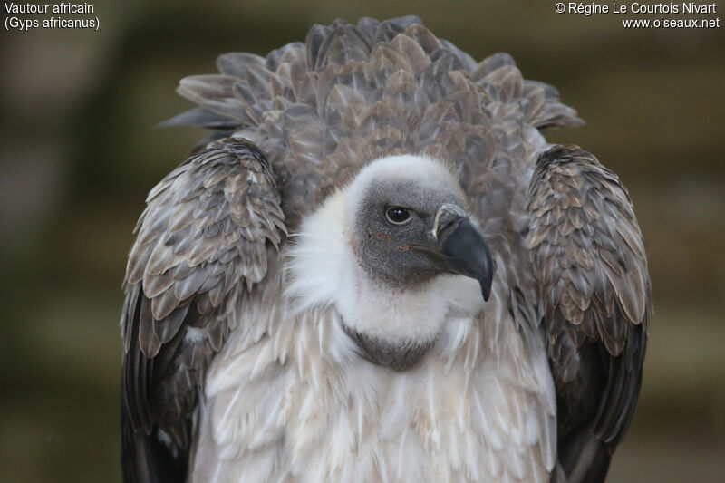 White-backed Vulture