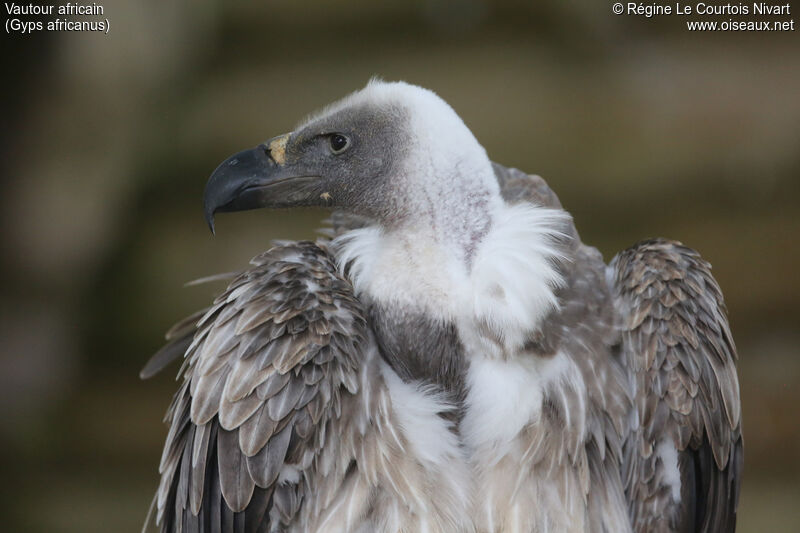 White-backed Vulture