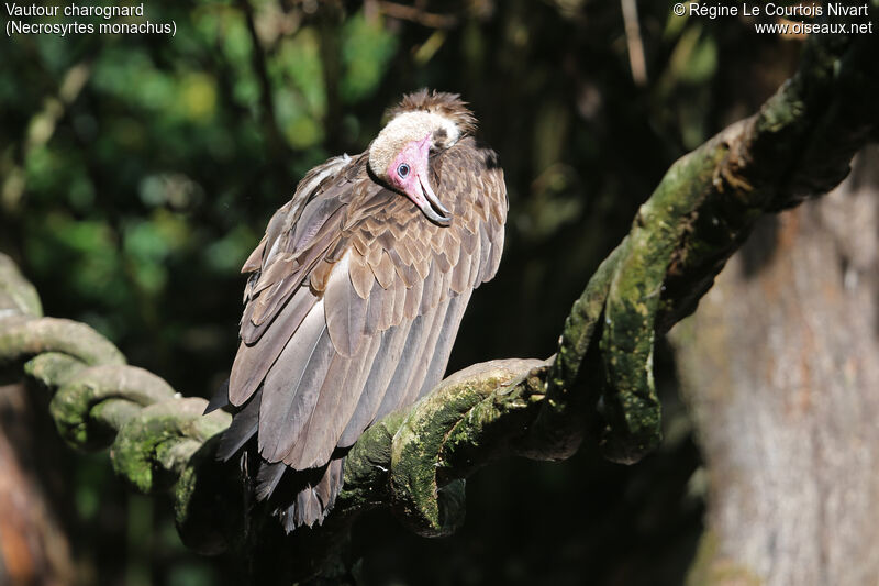 Vautour charognard