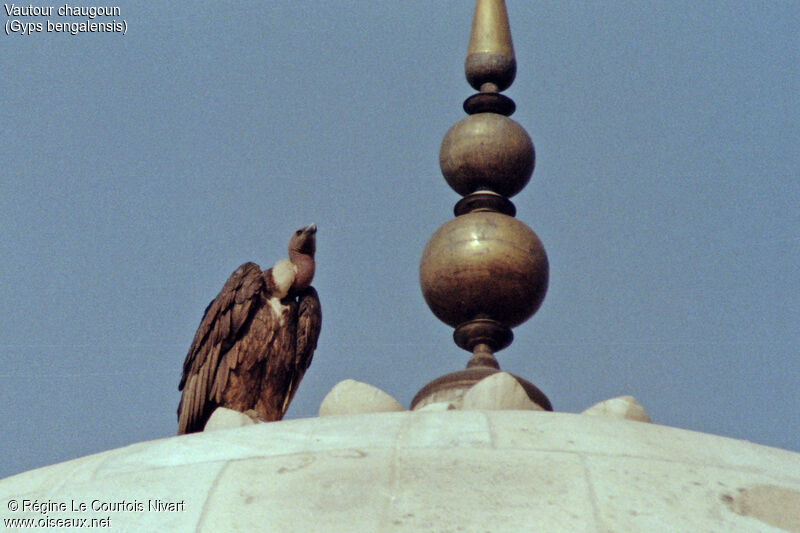 White-rumped Vulture