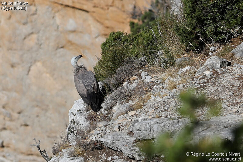 Griffon Vulture