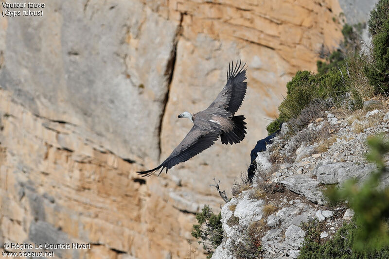 Griffon Vulture