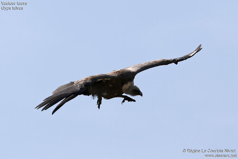 Vautour fauve